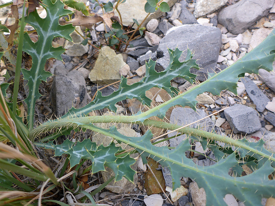 Prickly stem
