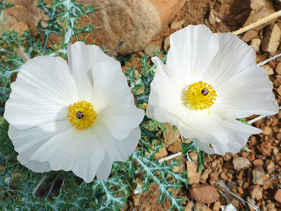 Two white flowers