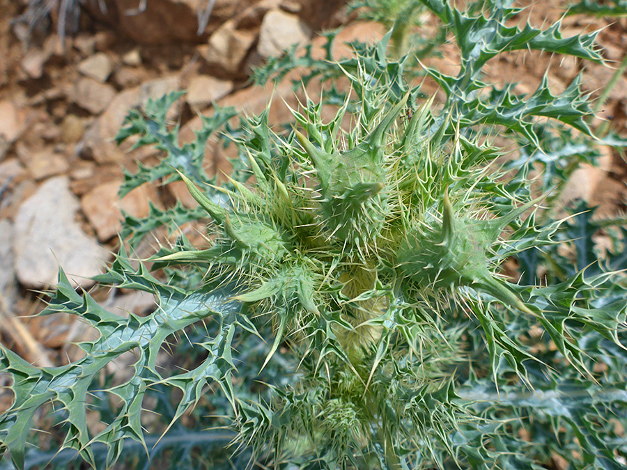 Spiny buds - photos of Argemone Polyanthemos, Papaveraceae