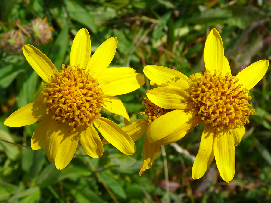 Two flowerheads