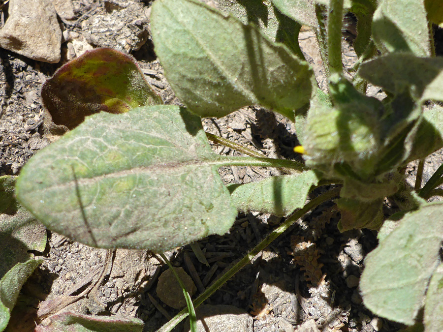 Subcordate basal leaves