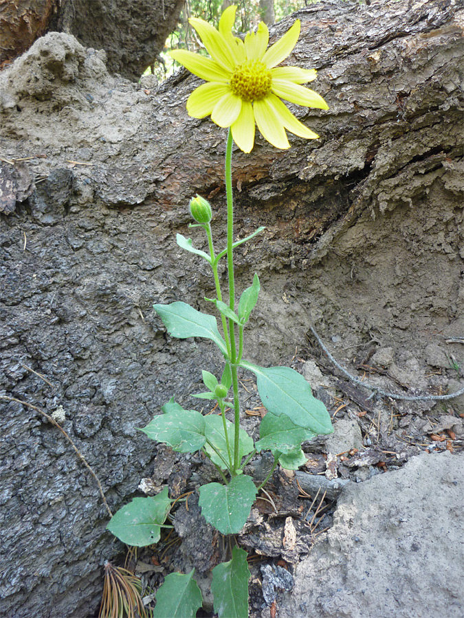 Stem and leaves