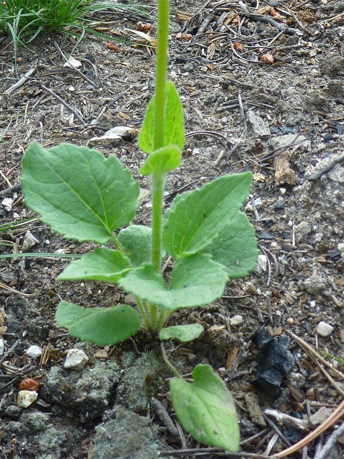 Leaves with jagged edges