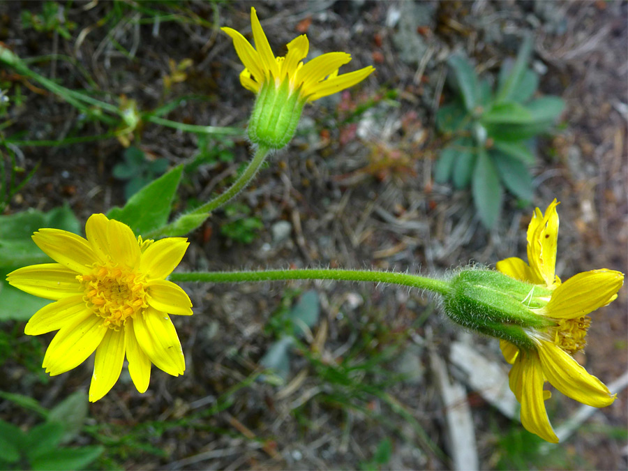 Hairy stems and bracts