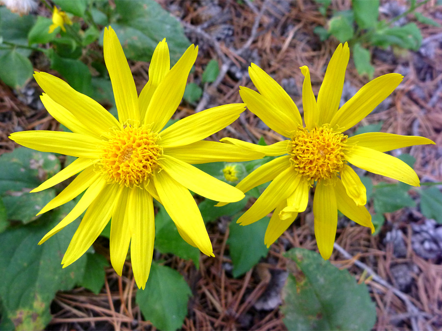 Two flowerheads