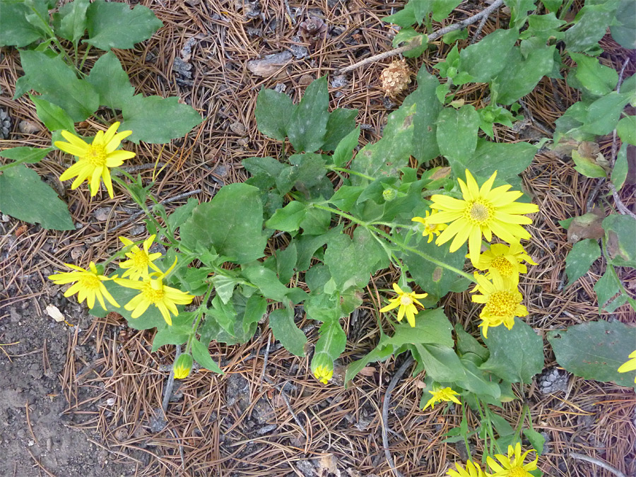 Group of plants