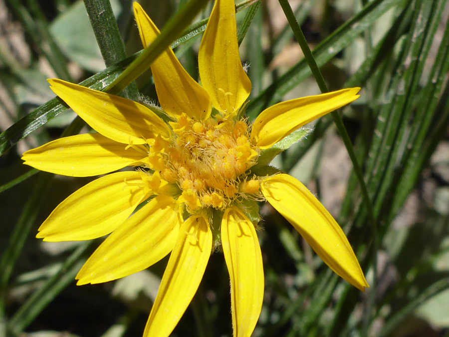 Mature flowerhead