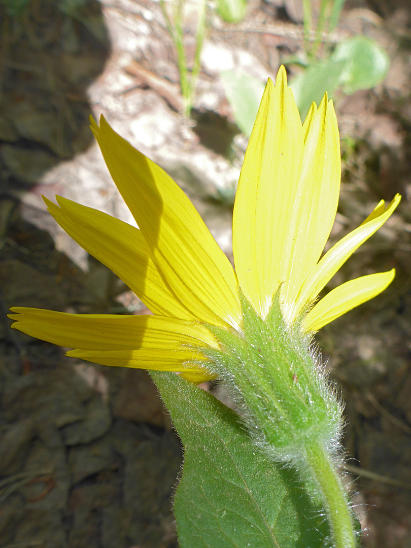 Phyllaries and florets