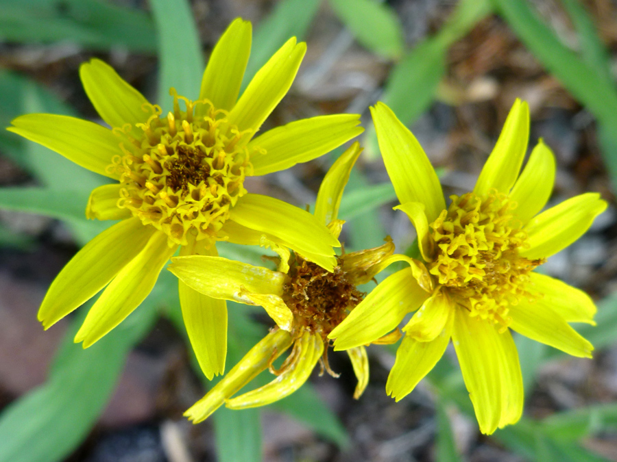 Three yellow flowerheads
