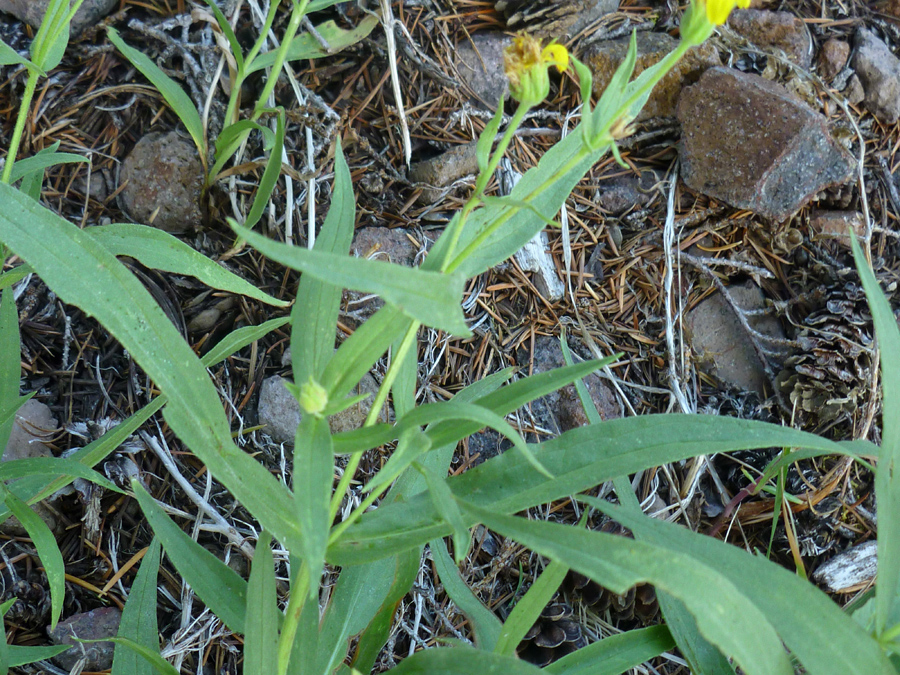 Long green leaves