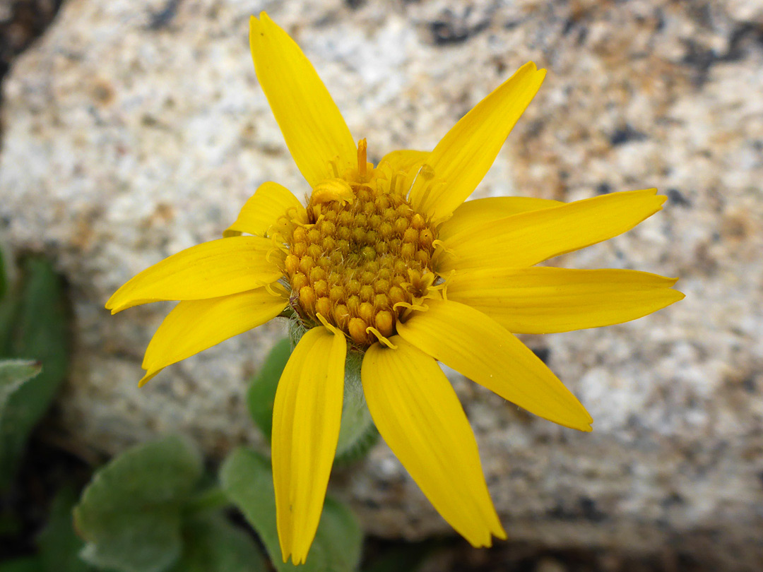 Yellow flowerhead