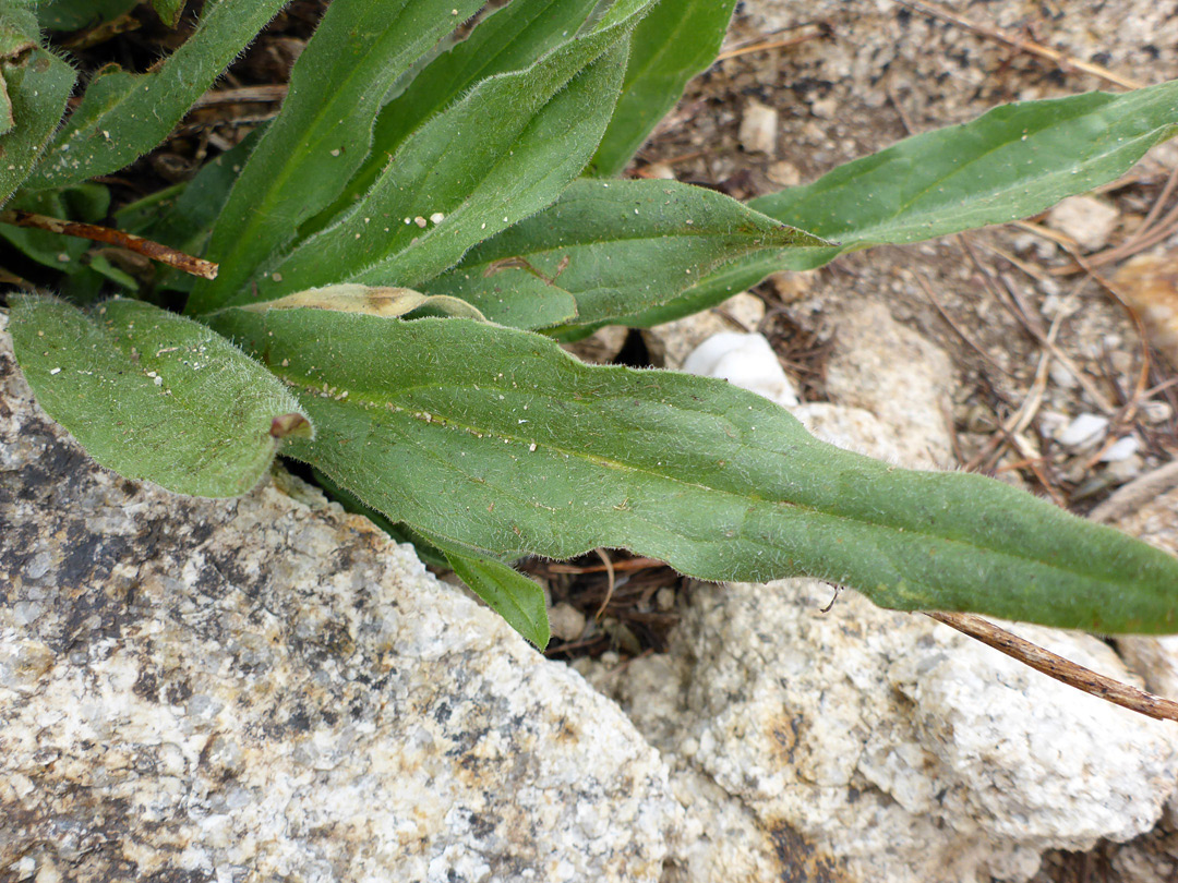 Lanceolate leaves