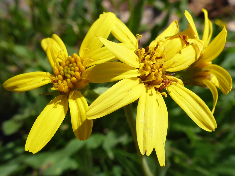 Yellow flowerheads