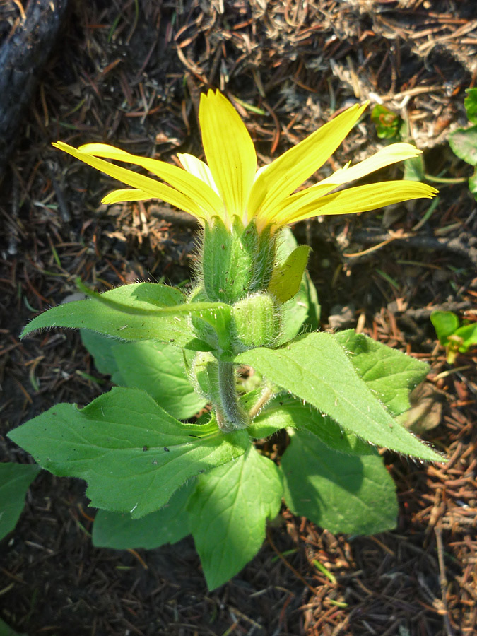 Flowerhead