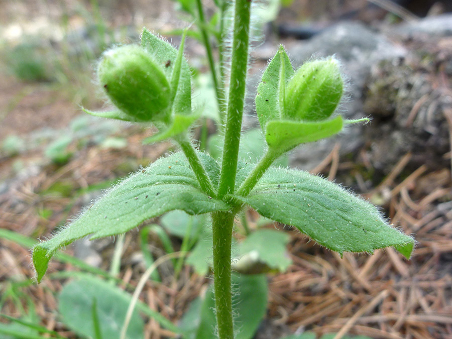 Leaves and buds