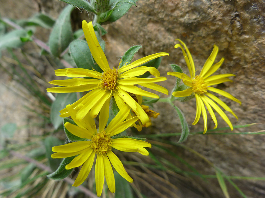 Three flowers