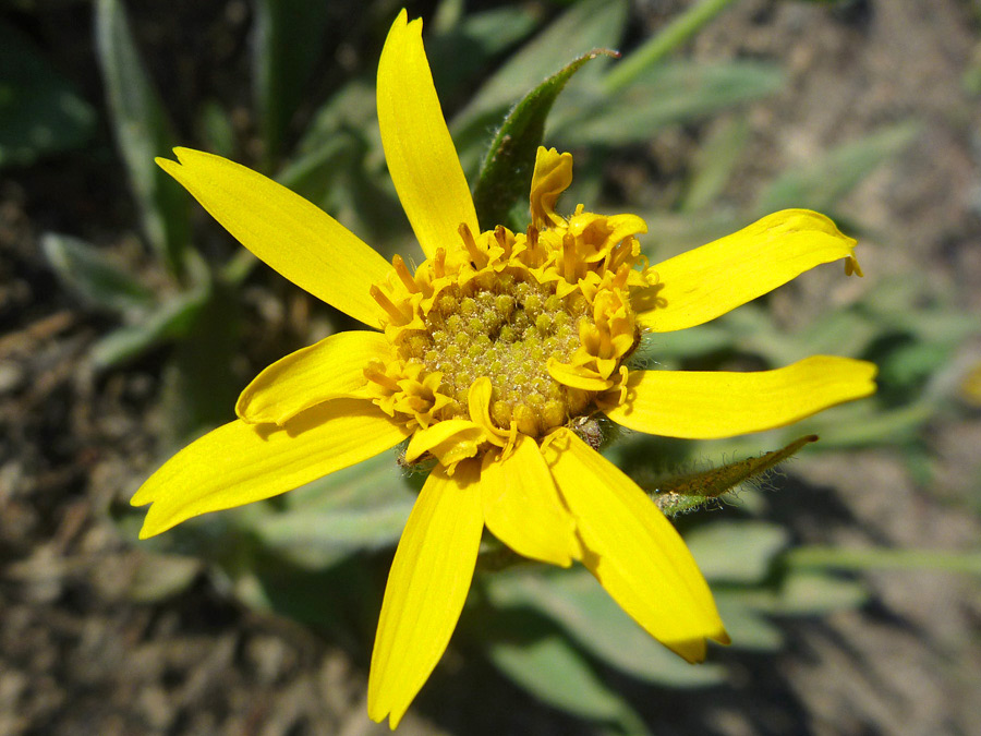 Yellow flowerhead