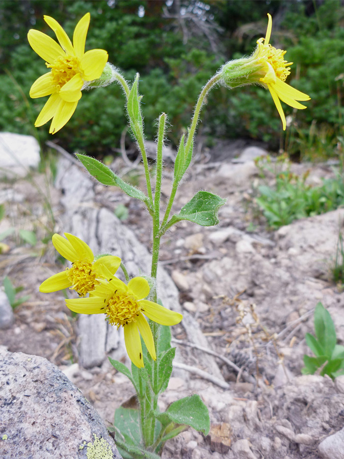 Plant with four flowerheads