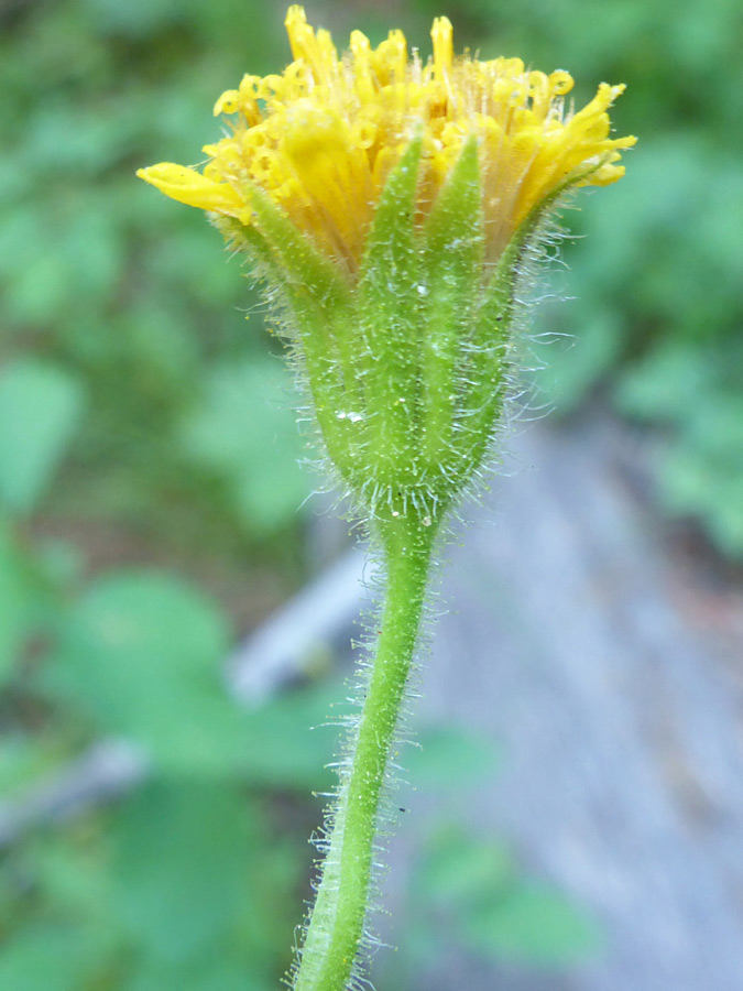 Hairy phyllaries