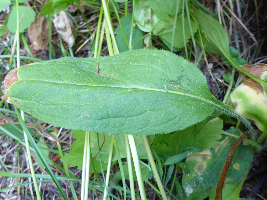 Broad leaf