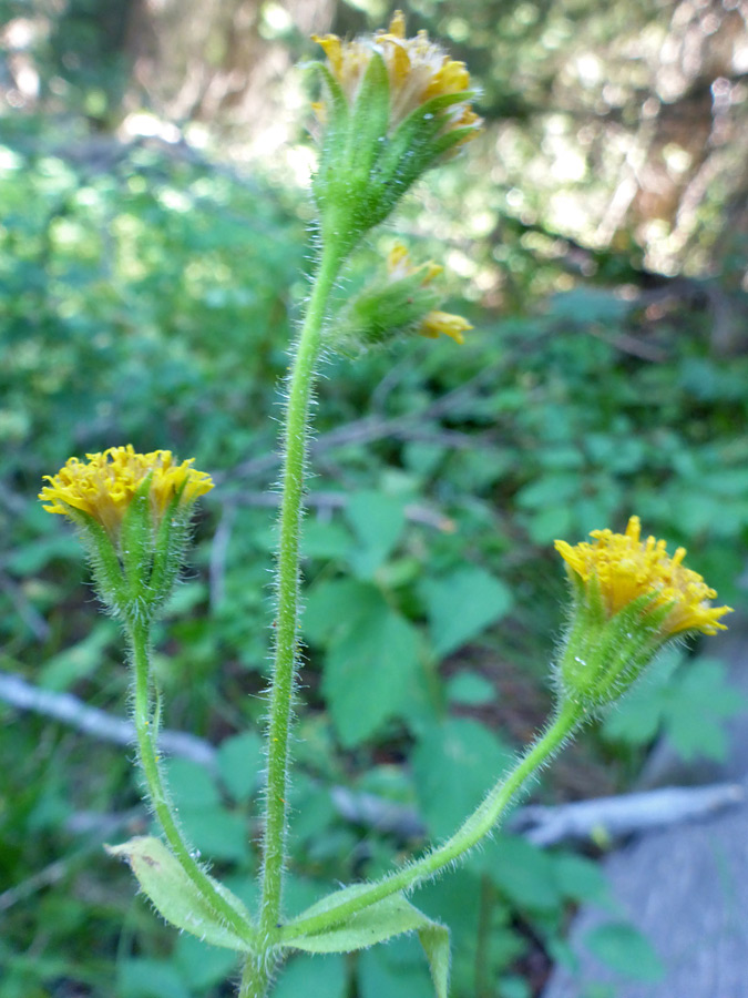 Three flowerheads