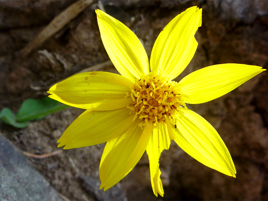 Flower with eight petals