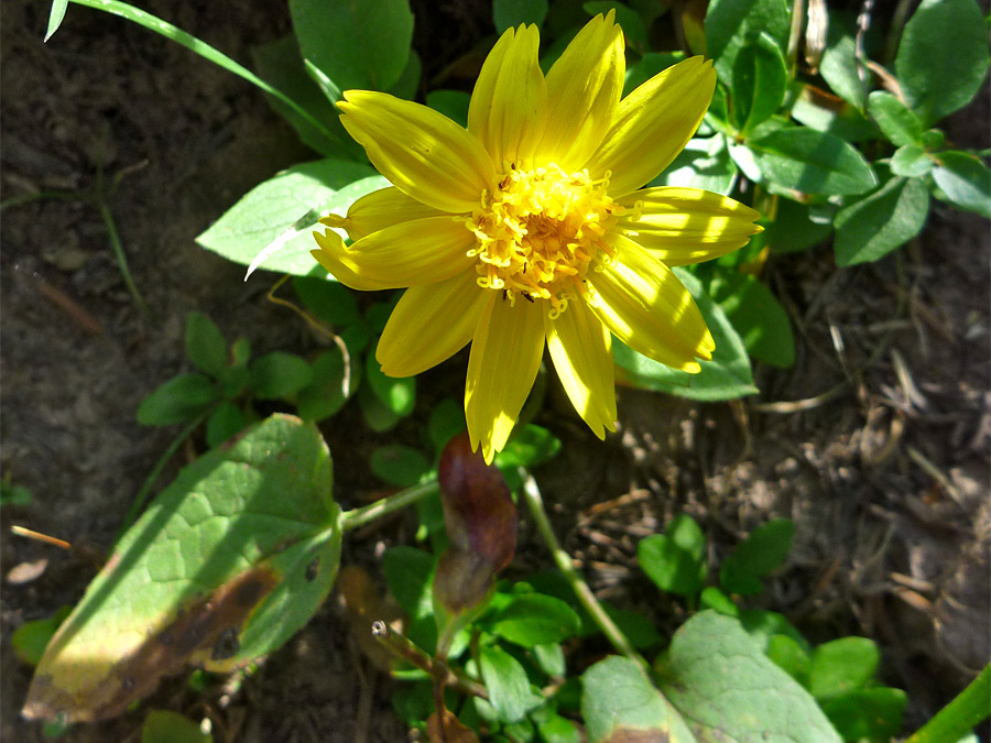 Flower and leaves