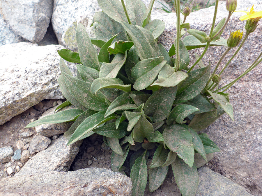 Basal leaves