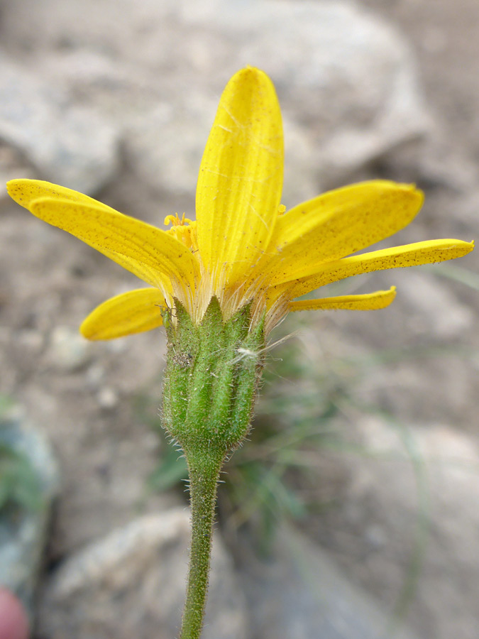 Hairy phyllaries