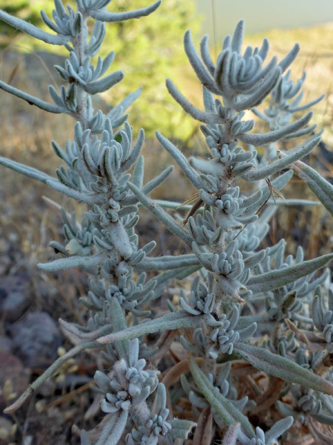 Silvery leaves