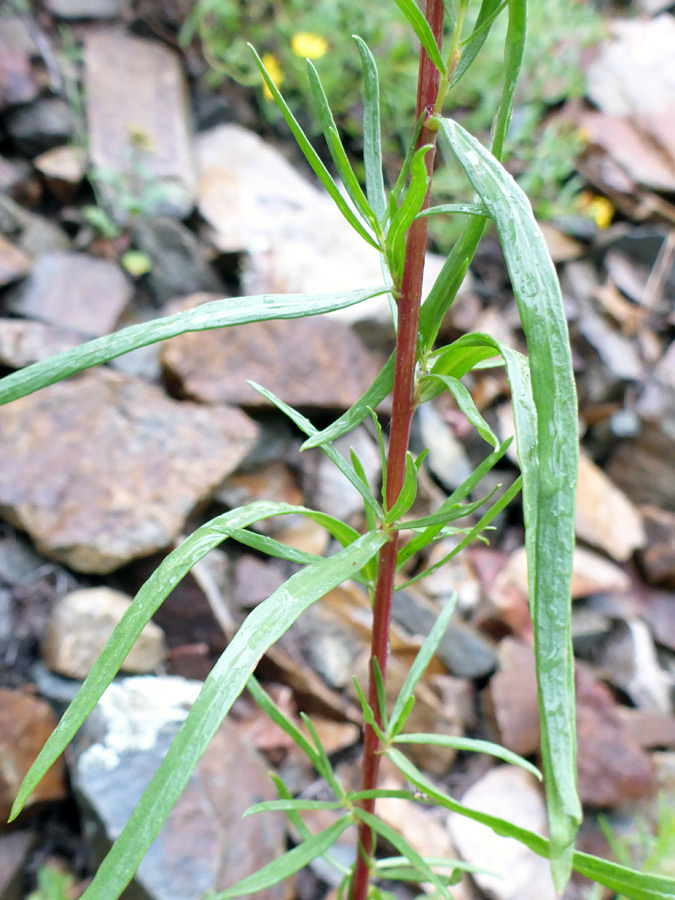 Stem and leaves