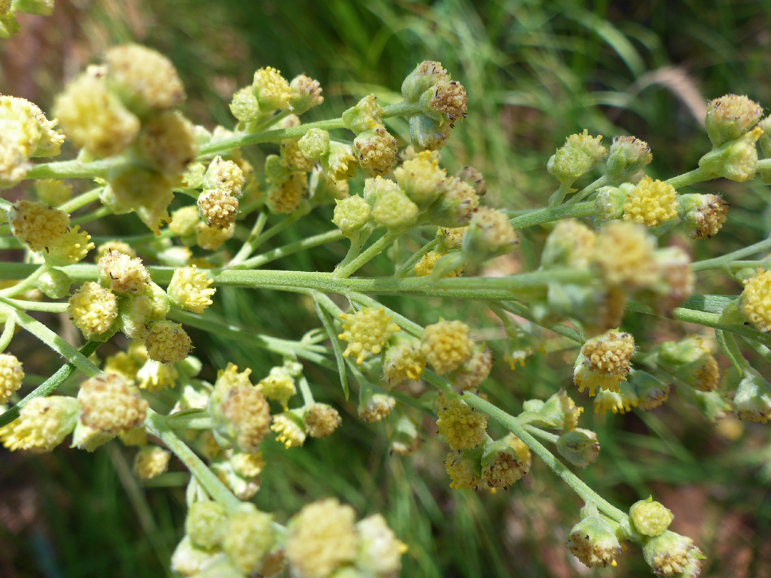 Many flowerheads