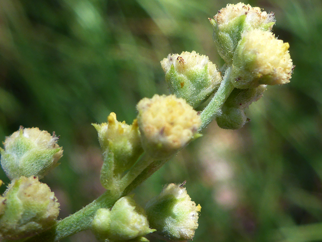 Clustered, pale yellow florets