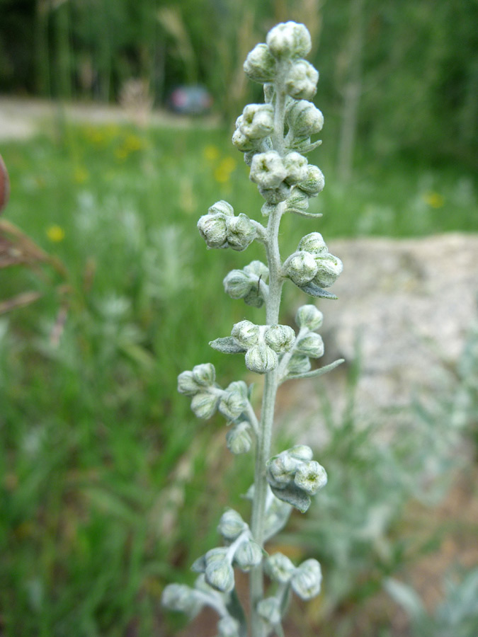 Greenish-white buds