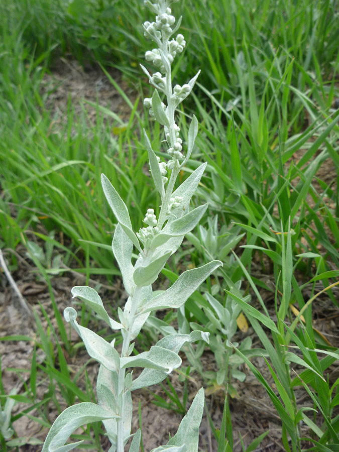 Stem, buds and leaves