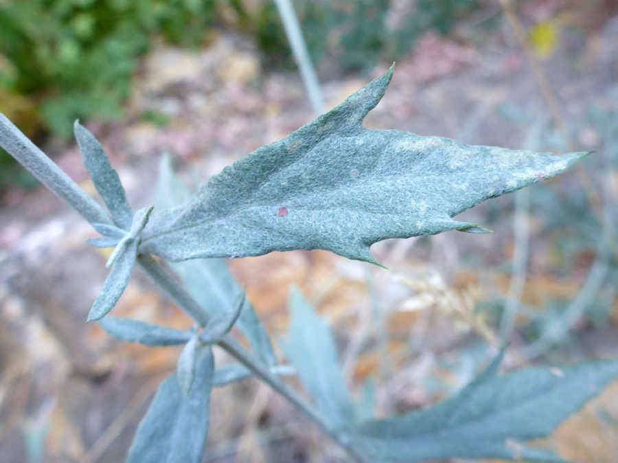 Toothed leaf