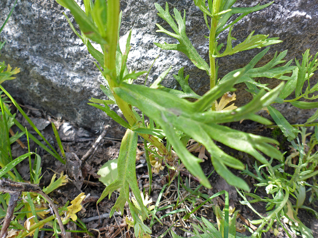 Sharp-lobed leaves