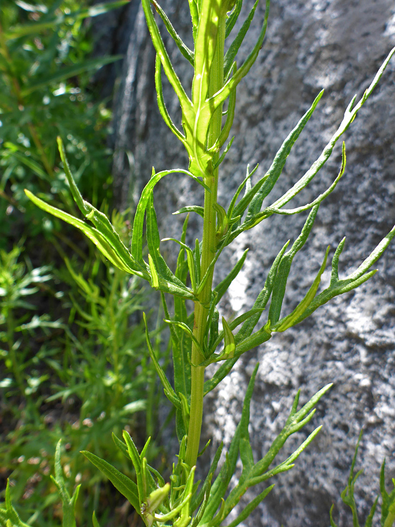 Leaves and stem