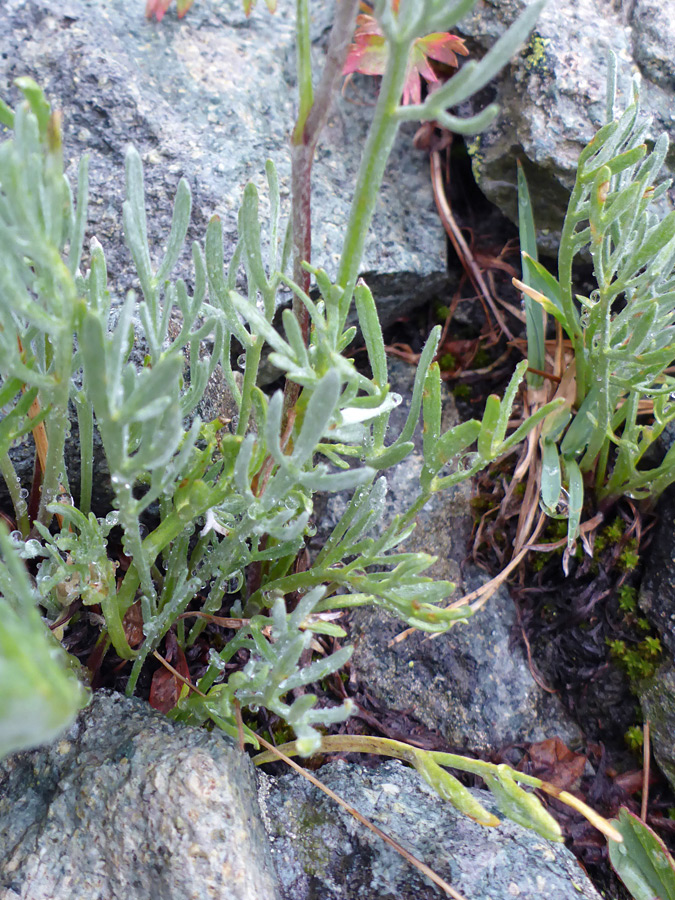 Basal leaves