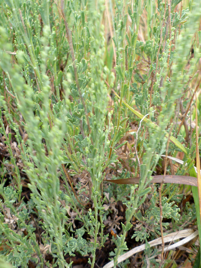 Green leaves