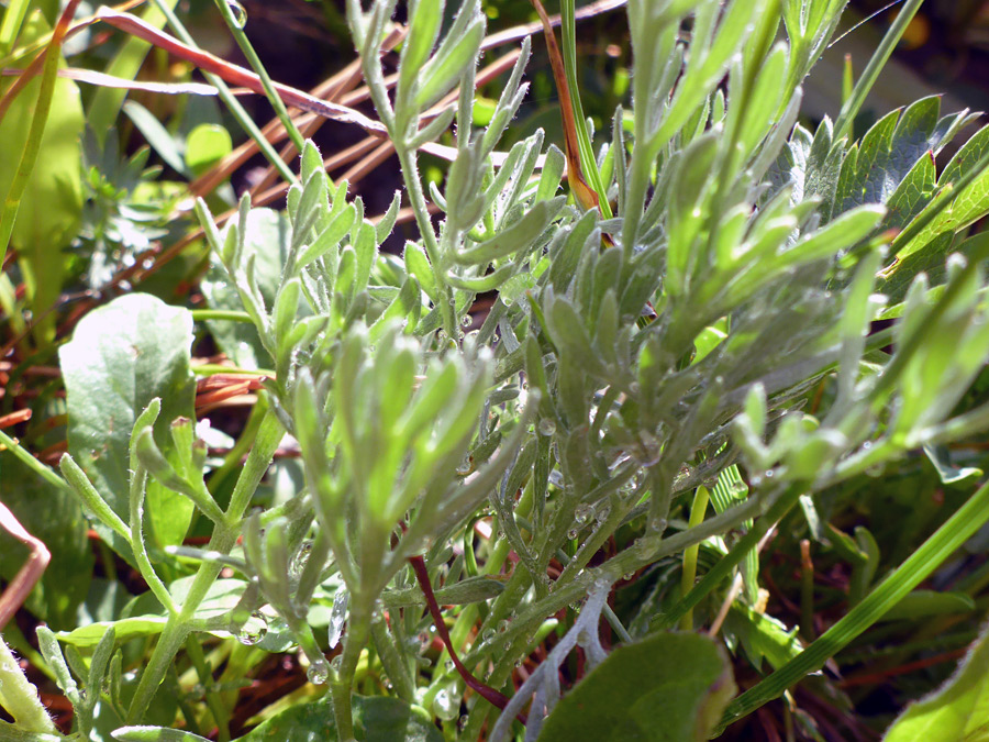 Dense leaves