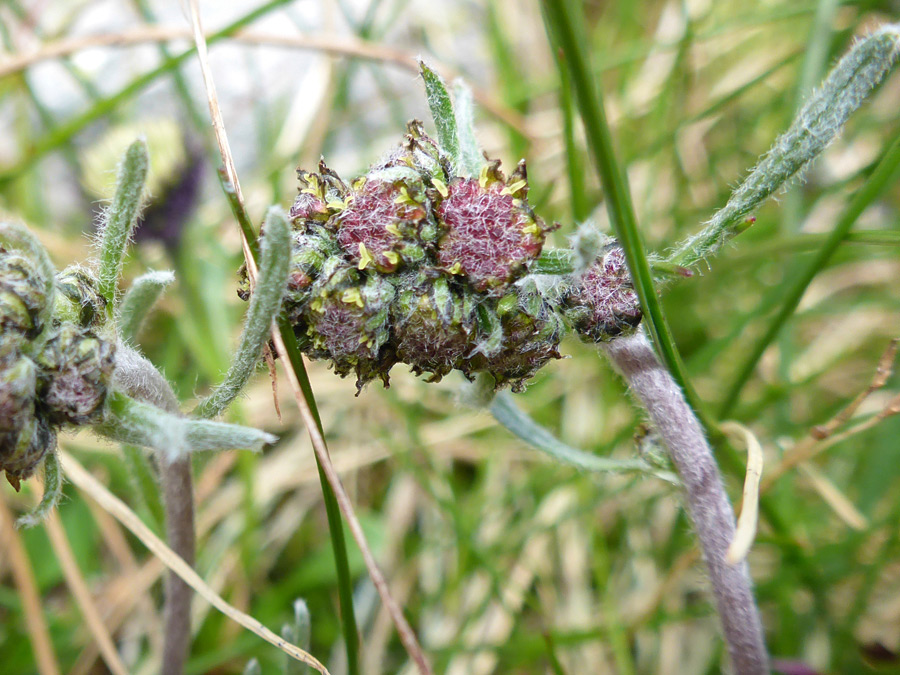 Small cluster