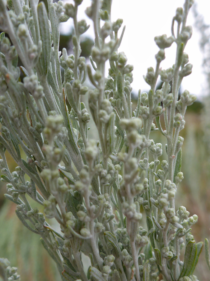 Grey-green stems - pictures of Artemisia Tridentata, Asteraceae -  wildflowers of West USA