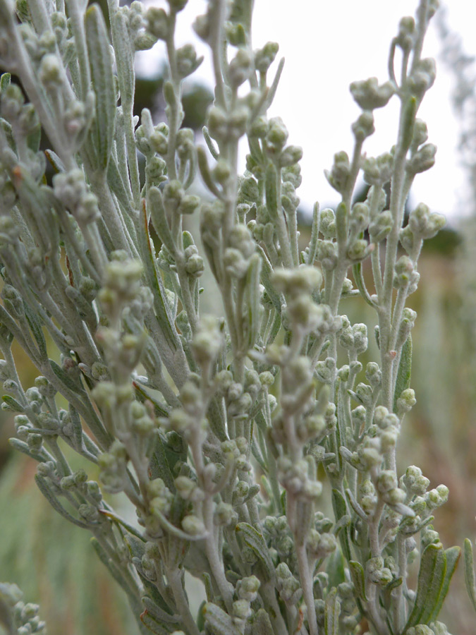 Grey-green stems