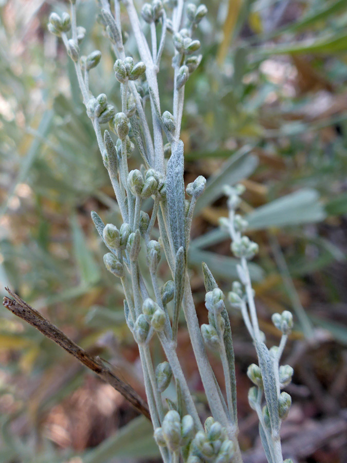 Leaves and buds