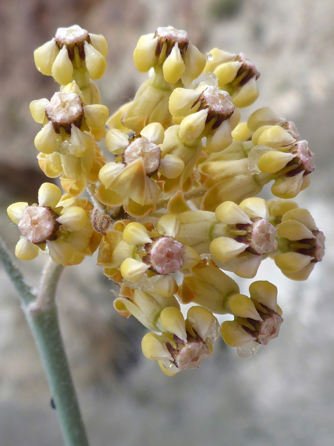 Yellow flowers