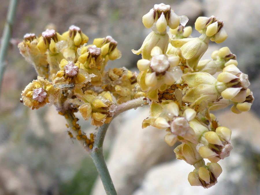 Two flower clusters