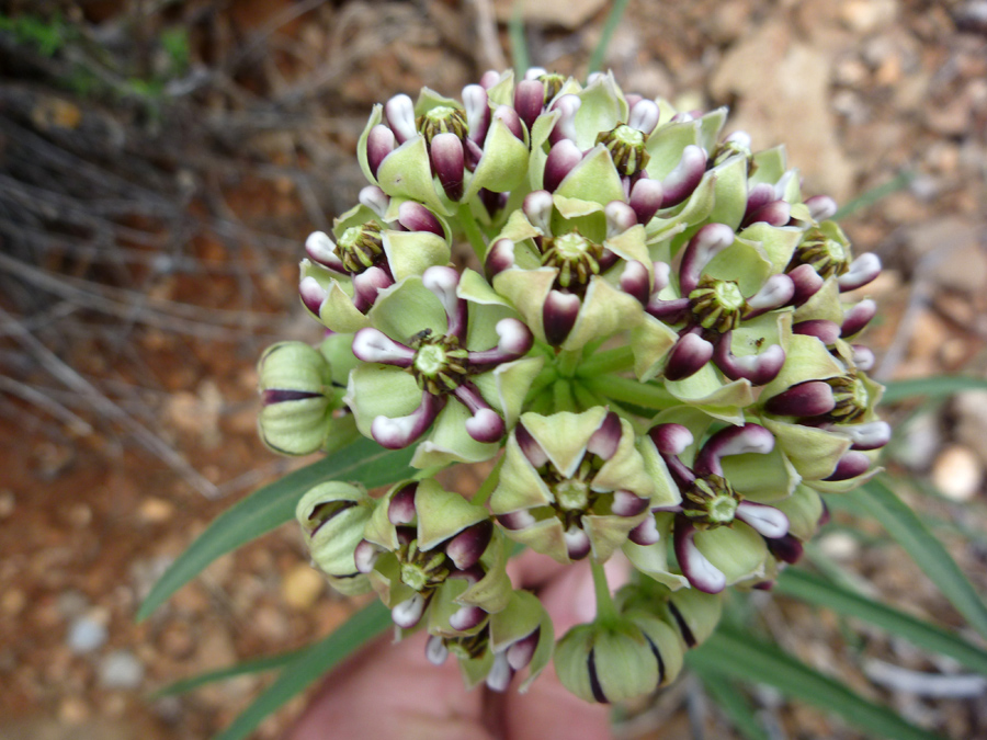 Spherical cluster