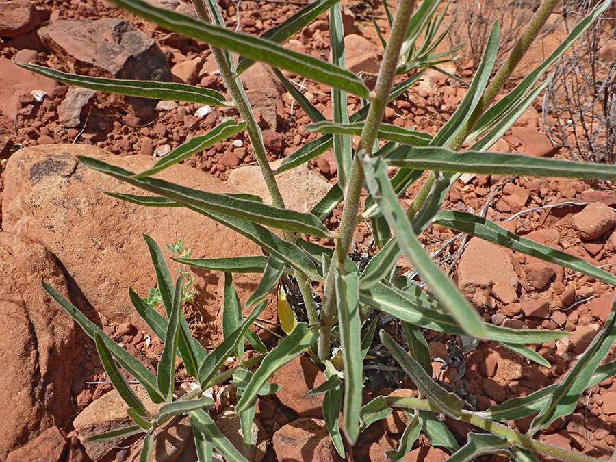 Stems and leaves