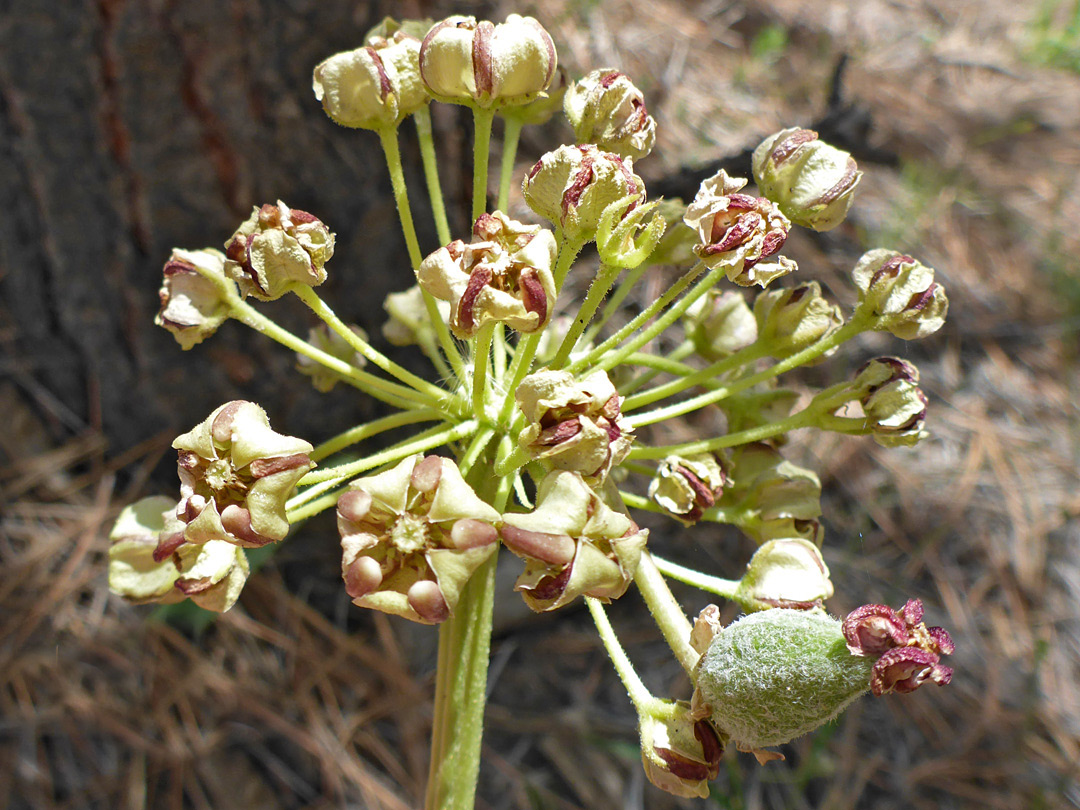 Withering flowers